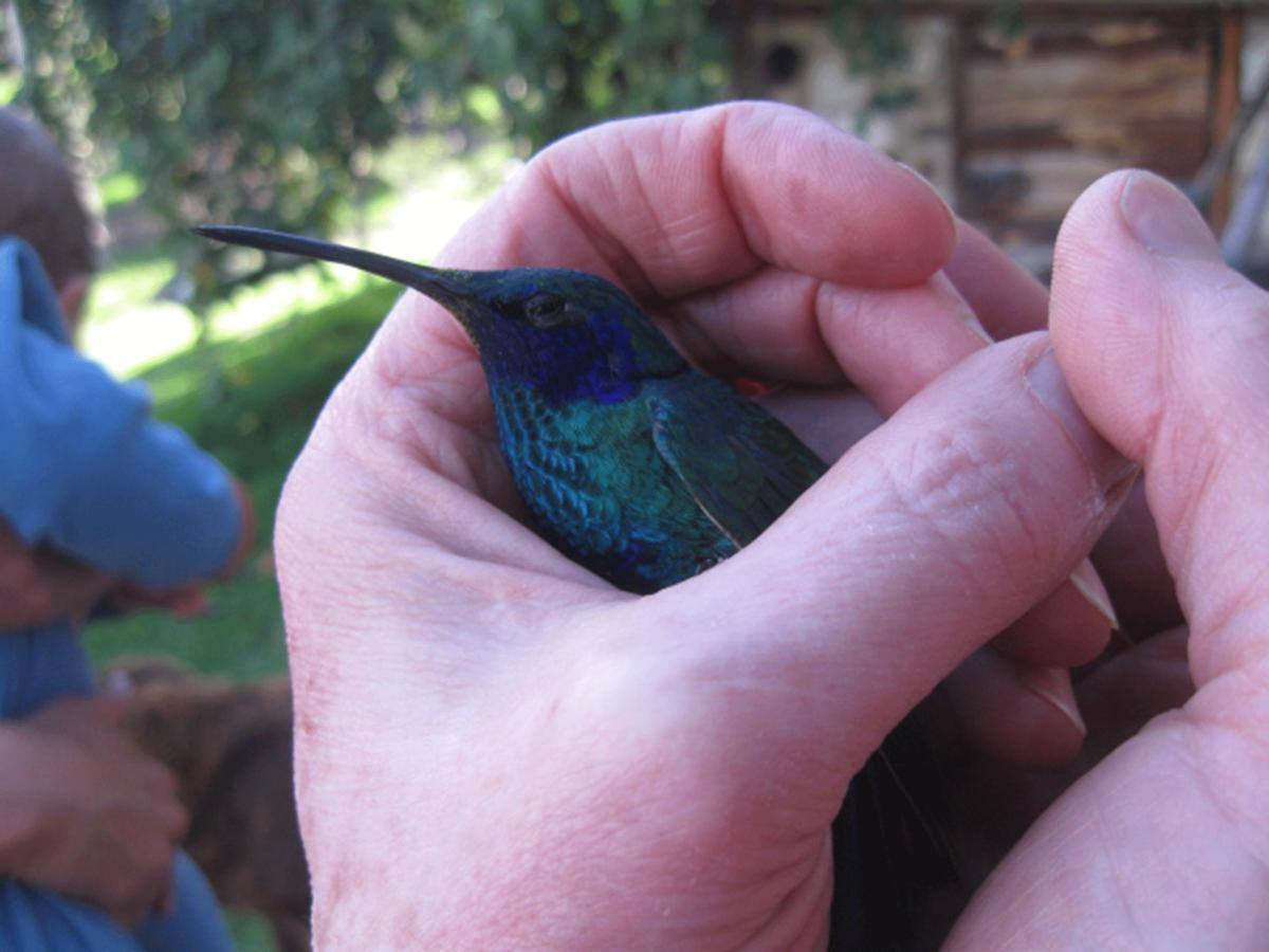 Вілла Jardin Colibri Rnt 33633 Ґуатавіта Номер фото